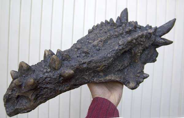 Reproduction Fossile dinosaure dracorex hogwartsia 