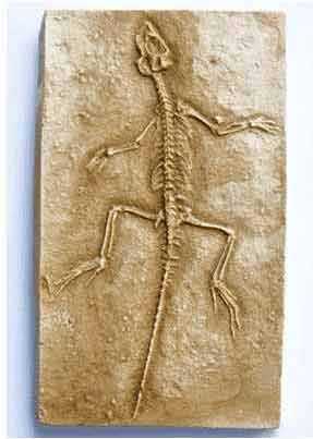 Reproduction Fossile reptile homeosaurus