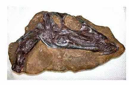 Reproduction Fossile dinosaure hypsilophodon