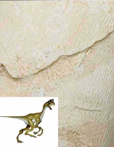 Reproduction Fossile oeuf dinosaure oviraptor