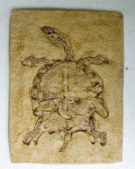 Reproduction Fossile tortue trionychidae