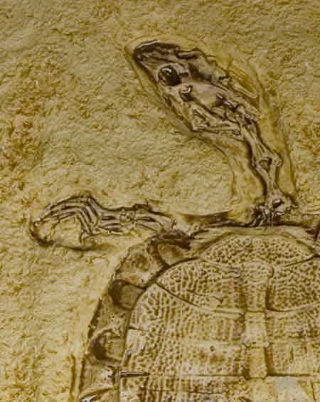 Reproduction Fossile tortue prehistorique