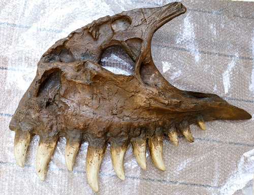 Reproduction Fossile dinosaure tyrannosaure