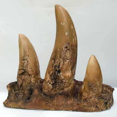 Reproduction Fossile dents t-rex