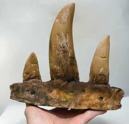 Reproduction Fossile dents dinosaure tyrannosaure