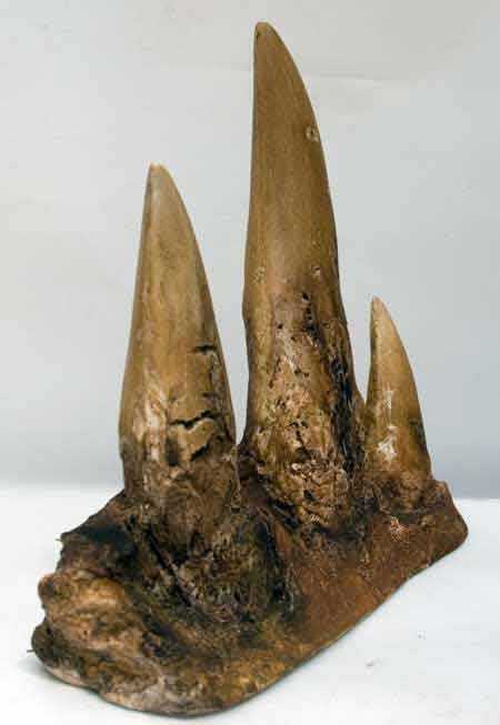 Reproduction Fossile dents tyrannosaurus