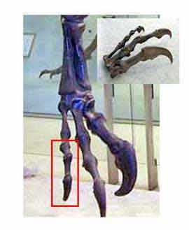 Patte ALLOSAURUS FRAGILIS
