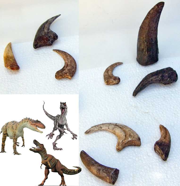 Reproduction Fossile griffes et dents dinosaures