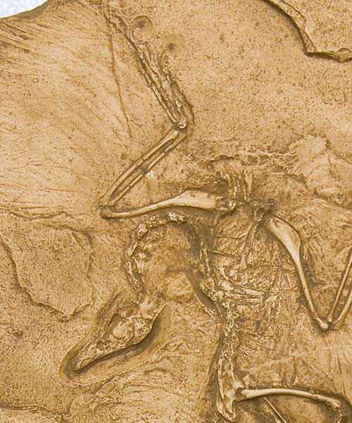 Reproduction Fossile archaeopteryx