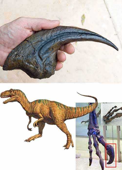 Reproduction Fossile griffe dinosaure Allosaurus