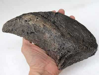 Reproduction Fossile griffe Camarasaurus