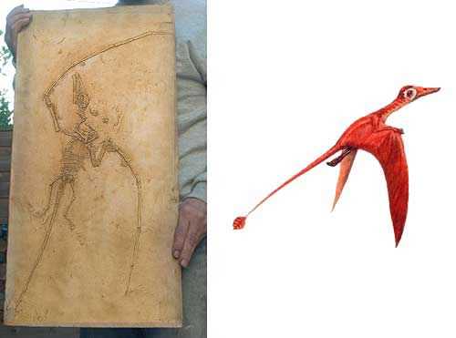 Reproduction Fossile reptile  Campylognathoides
