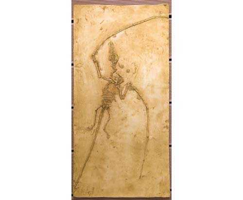 Reproduction Fossile reptile volant Campylognathoides