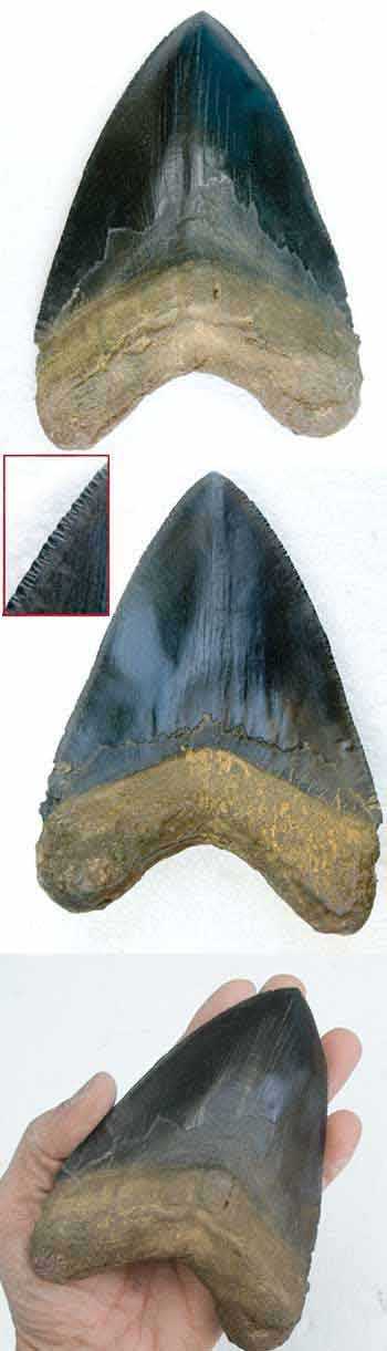 dent carcharodon