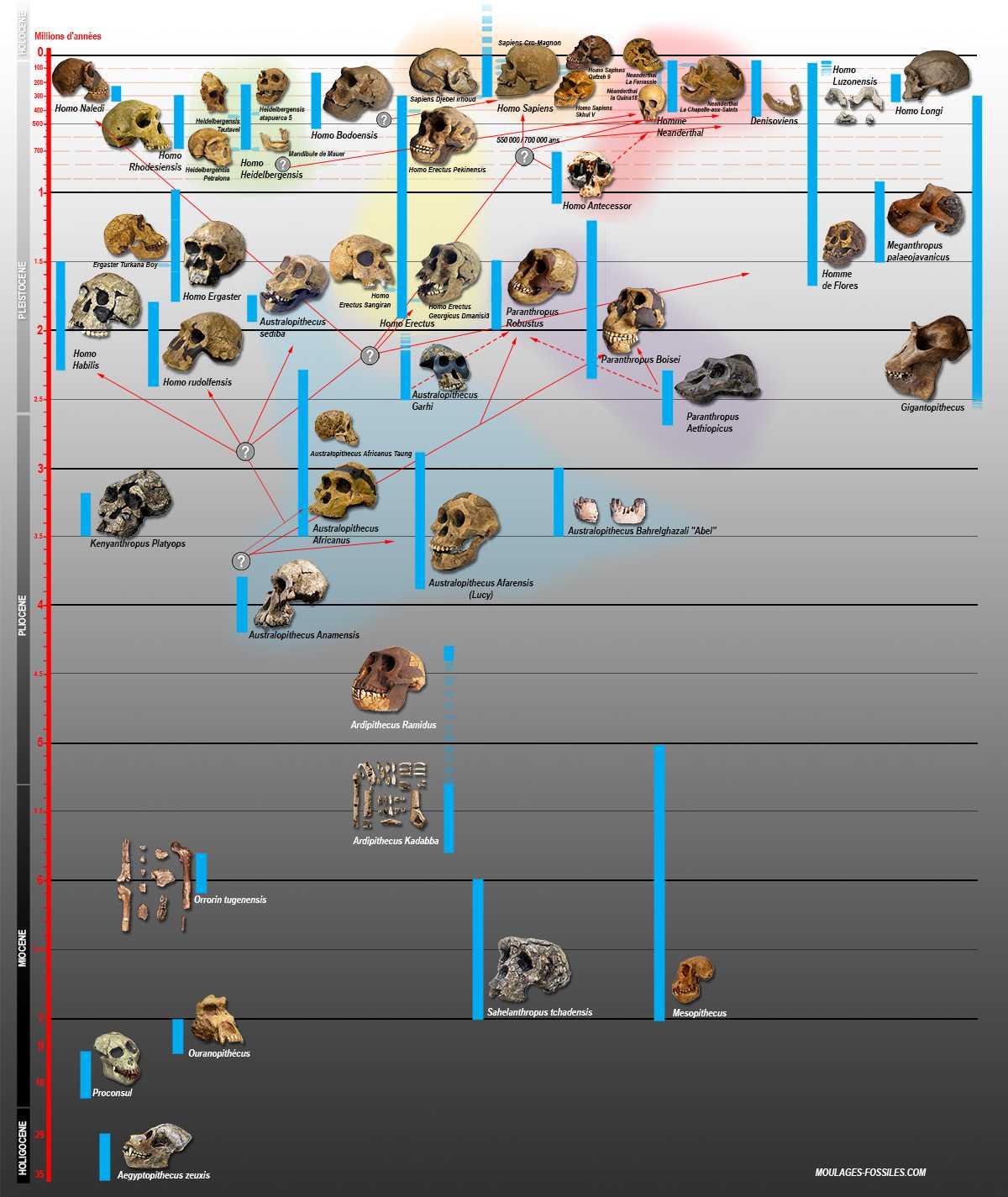 arbre phylogénétique humain