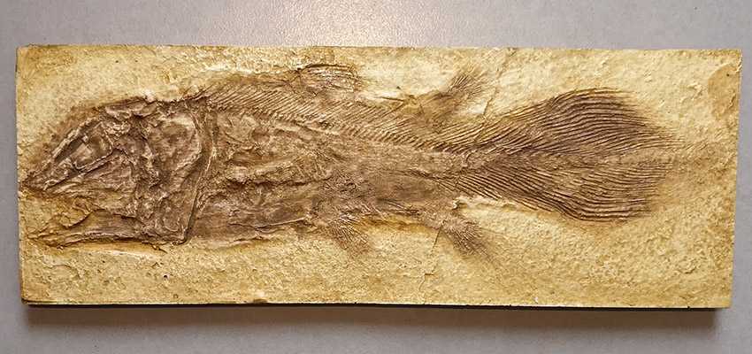 coelacanthe