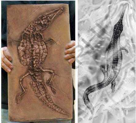 Reproduction Fossile crocodile prehistorique