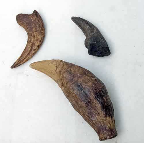 Reproduction Fossile griffes dents dinosaures
