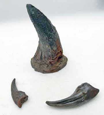 Reproduction Fossile dents dinosaures