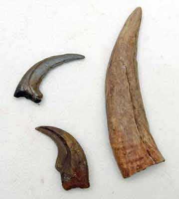 Reproduction Fossile dents dinosaures
