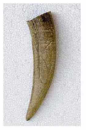 Reproduction dent Smilodon