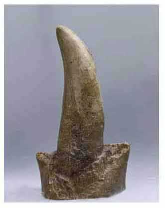 Reproduction Dent dinosaure T-rex