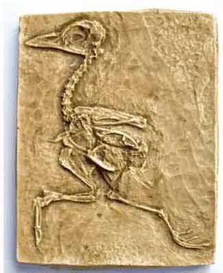 Reproduction Fossile oiseu prehistorique Gallinuloides