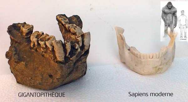 gigantopitheque