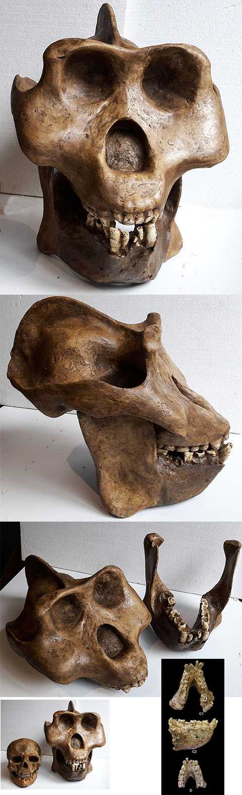 mesopithecus