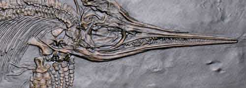 fossile tête ichthyosaure