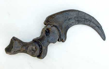 Reproduction Fossile griffe tueuse Velociraptor