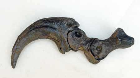 Reproduction Fossile griffe dinosaure velociraptor