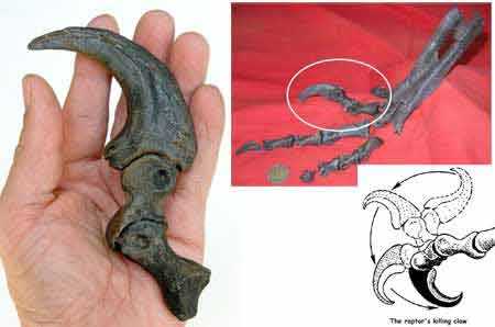 Reproduction Fossile griffe velociraptor