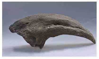 Reproduction Griffe dinosaure T-rex
