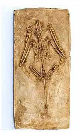 Reproduction Fossile Icaronycteris