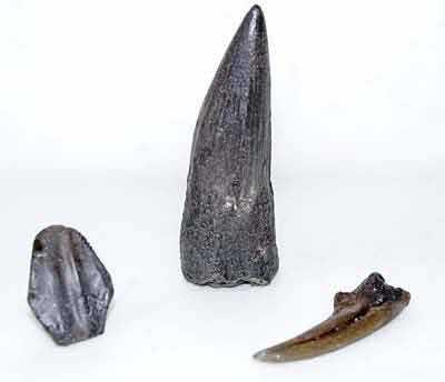 Reproduction Fossile dents dinosaures