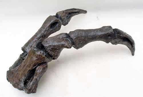 Reproduction Fossile main dinosaure Tyrannosaure