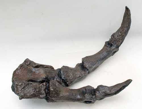 Reproduction Fossile main t-rex