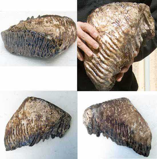 Reproduction Fossile dent Mammouth