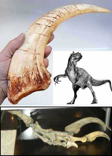 Reproduction Fossile dinosaure Megaraptor