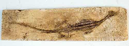 mesosaurus