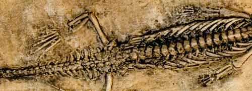 mesosaurus détail