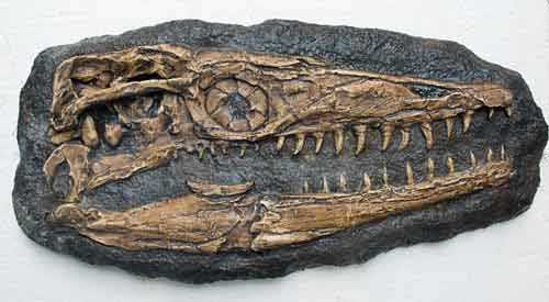 platecarpus