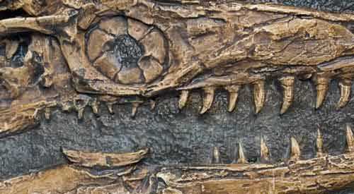detail mosasaure