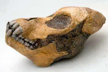 proconsul profil