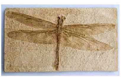 Reproduction Fossile Protolindenia