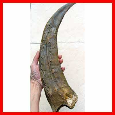 Reproduction Fossile griffer Therizinosaurus
