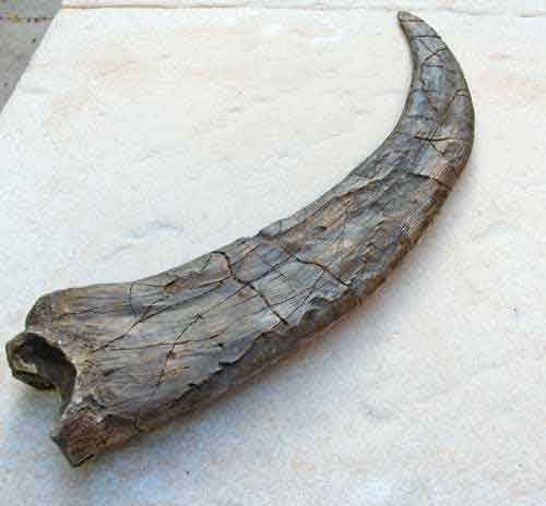 Reproduction Fossile griffe dinosaure therizinosaure