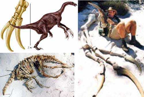 Reproduction Fossile Therizinosaurus