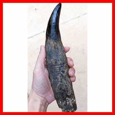 Reproduction Fossile dent et racine T-rex